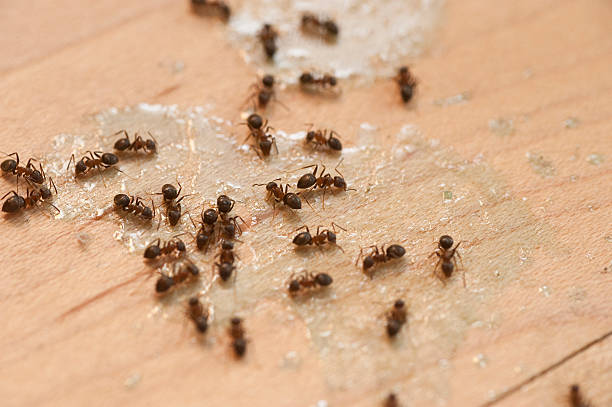 Best Affordable Pest Control Services  in Slocom, AL